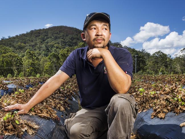 Wamuran strawberry Farmer Kevin Tran. Picture: Lachie Millard