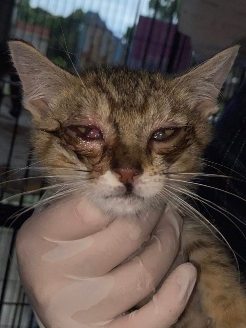 One kitten suffered from severe cat flu inside the Pets Haven veterinary clinic.