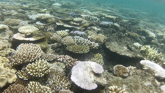 Coral bleaching at various stages on the reef flat. Up to 80% of the coral in this photo died Picture: Brian Cassey