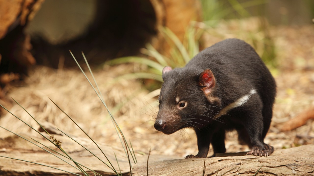 <p><strong>TASMANIAN DEVIL</strong></p><p><span>Before coming face-to-face with a Tasmanian devil, the world&rsquo;s largest surviving carnivorous marsupial, at <a href="http://www.natureworld.com.au" target="_blank" rel="noopener">East Coast Natureworld</a> I regarded them as ugly carnivores with a face only a mother would love &ndash; those gaping jaws that deliver the strongest bite-for-size of any marsupial and those ferocious teeth that slice through bone as if it was butter.</span></p><p><span>Yet baby hand-reared devils are actually cute. Their fur is kitten-soft and they snuggle around their keeper&rsquo;s neck like a fur stole.</span></p><p><span>Devils are now being hand-raised in captivity to complement the wild population, under threat due to Devil Facial Tumour Disease. Captive devil colonies have been set up around Tasmania until an effective vaccine is found.</span></p>