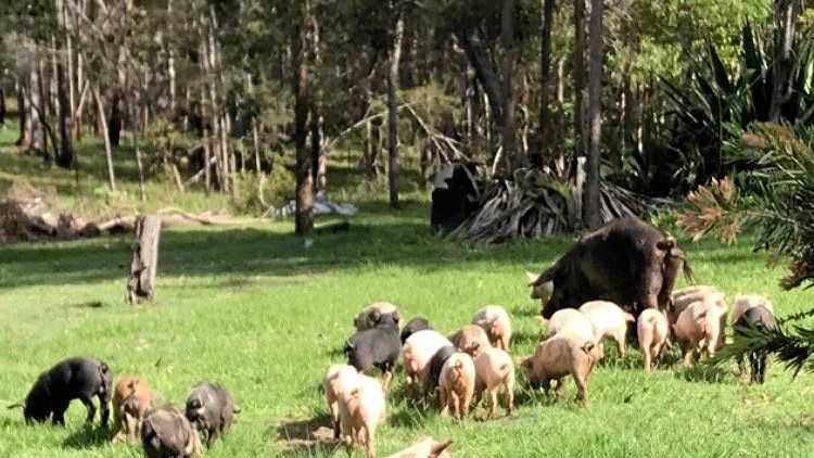 A horde of hungry pigs and piglets left an Eatonsville woman and her elderly mother terrified when they swarmed on her property in search for food. Picture: Contributed