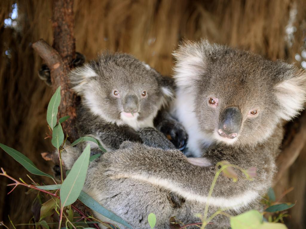 Wildlife tourism is a big part of Victoria’s economy and spotting koalas is one of the fun things to as part of the Echidna Walkabout tour. Picture: Kris Reichl