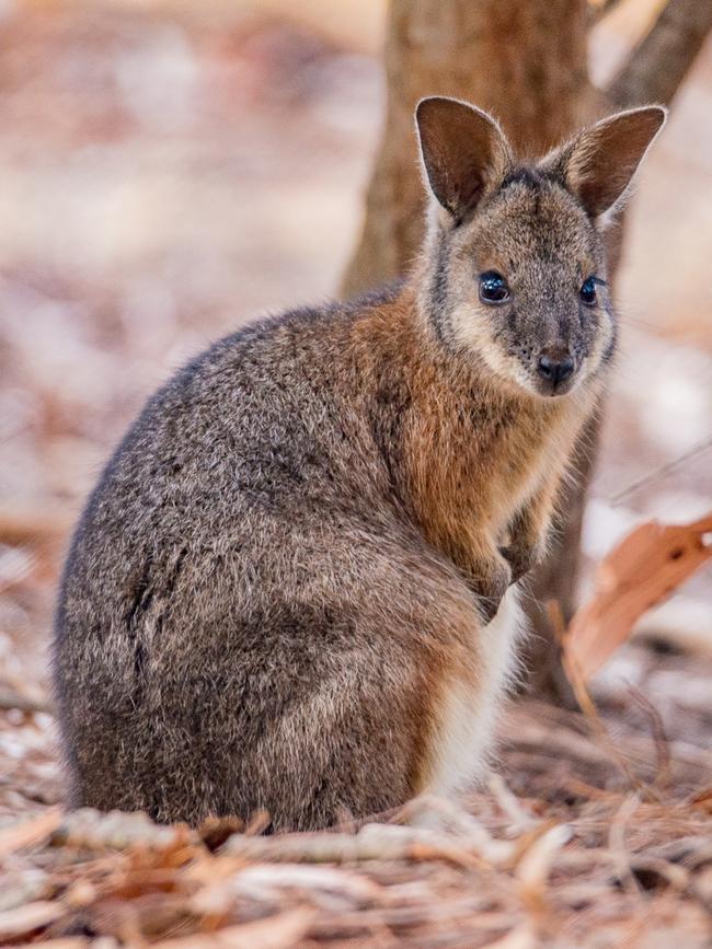 A tammar wallaby on Kangaroo Island.