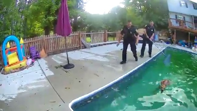 Fawns 'Cheer' After Being Rescued From Pool by Police in Parma, Ohio