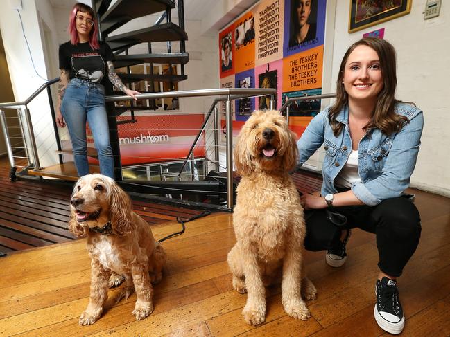 Dogs in the workplace and how they benefit employees and the working environment. Picture: Ian Currie