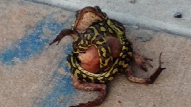 Jay found what he calls a "vigilante" python that is going around killing cane toads for the fun of it and not eating them.