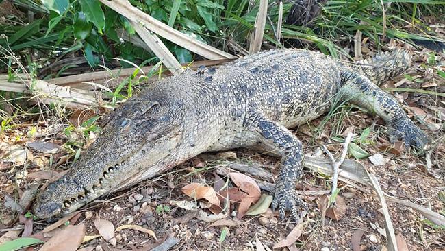 Mystery surrounds the death of a 2.5m saltie discovered in Dundee. Photo: supplied.