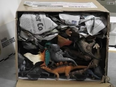 Seven blue tongue lizards have been saved from illegal international wildlife traffickers after a global investigation led to a raid on a suburban Aussie. Picture: Supplied, Australian Border Force