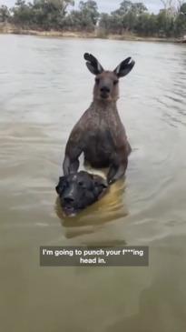 Man saves dog from being drowned by kangaroo