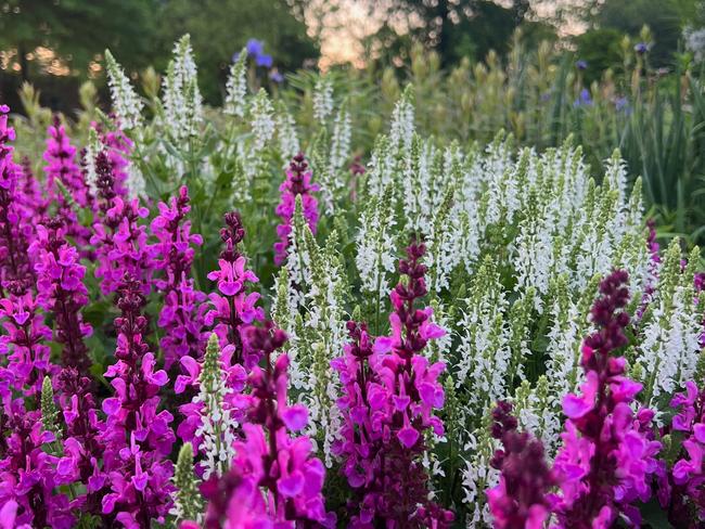 EMBARGO FOR TWAM, 15 MARCH 2025. FEE MAY APPLY. Perennial Salvia in bloom.