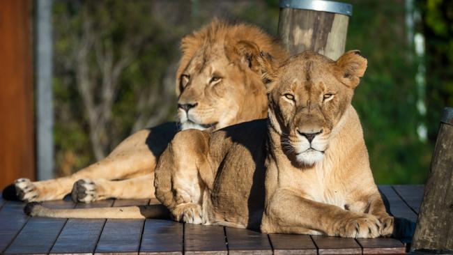 Lions Maya and Ato have become proud parents. Picture: Guy Dixon