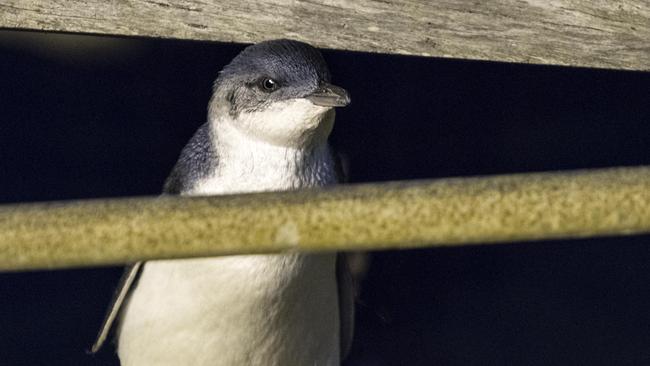 New penguin chicks at Manly Wharf. Picture: David Jenkins/whalespotter.com.au