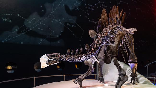 A fossilised skeleton of a Stegosaurus Dinosaur is pictured in the Natural History Museum. Picture: Getty Images