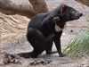 A Tasmanian Devil at Peel Zoo in Perth