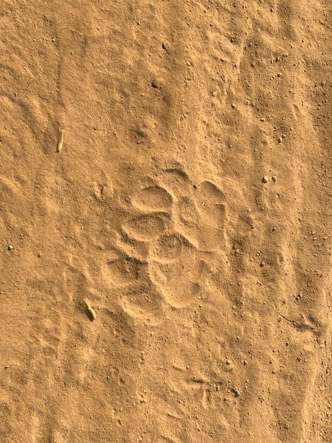 Tiger paw prints in the sand. Picture: Penny Hunter