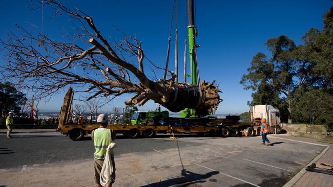 The giant boab being transported to Kings Park. Picture: M Griffin