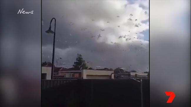 7 News: Massive Corella flock flies over Andrews Farm