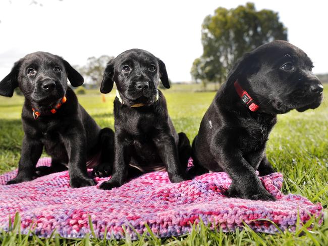 Six week old pups Meeka, Maple, and Milo from Guide Dogs Queensland, Brisbane 15th of February 2021.TheyÃre due to be placed with their raisers at eight weeks.  (Image/Josh Woning)