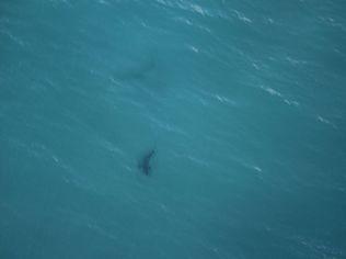 A whaler shark was spotted at Tallow Beach, Byron Bay.