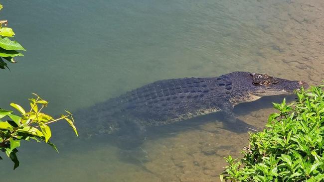 Clyde the croc near the Clyde Rd bridge across the Russell River. Picture: Gus Lee