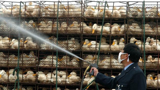 A medical worker disinfects a poultry farm in Xuyi county,  east China's Jiangsu Province Friday,  Nov. 11, 2005. The province has tightened control to prevent the possible breakout of bird flu in the province. China on Friday reported two new bird flu outbreaks, including one in Liaoning province that already has suffered three amid fears that counterfeit flu vaccines being sold there might be worsening the public health threat.  The reports brought the total number of outbreaks reported by China in the latest round of cases to eight. (AP Photo/Xinhua)