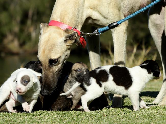 Racing sales greyhound puppies