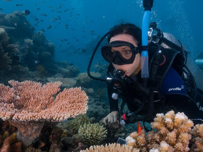 Dr Jodie Rummer completed 15 dives to 13 reefs on the Great Barrier Reef earlier this month to collect data about the yearly coral spawning.