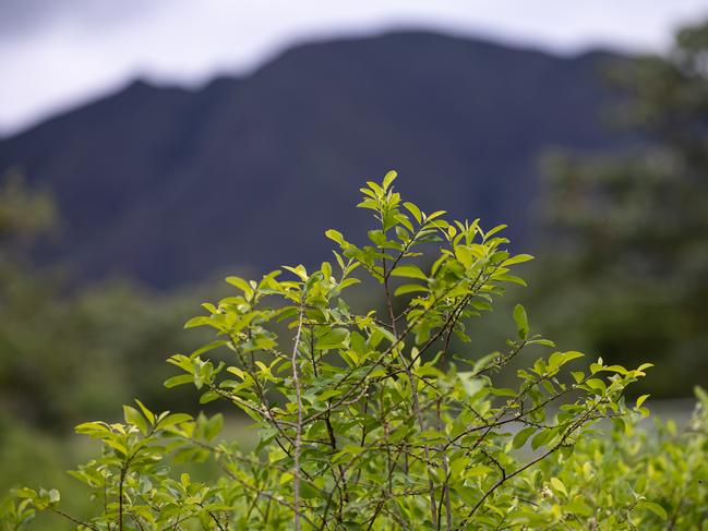 Cocaine production from the coca plant, pictured, has surged in Colombia. Picture: Jason Edwards