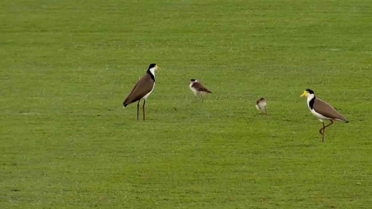 The plovers were protecting their young chicks in the outfield. Pic: Fox Sports