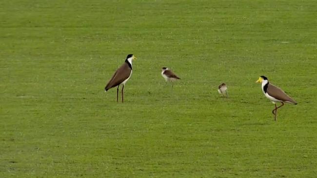 The plovers were protecting their young chicks in the outfield. Pic: Fox Sports