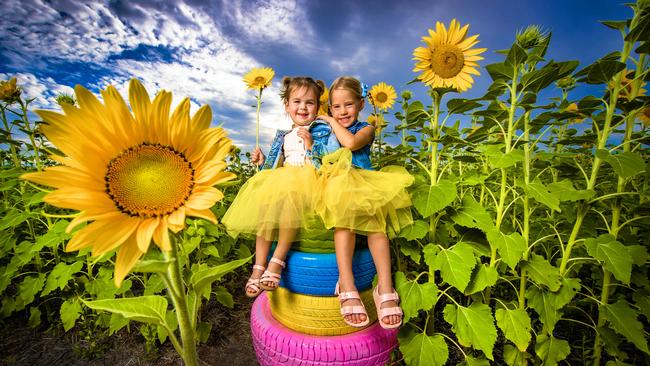 Kalbar Sunflower Festival . Scenic Rim local kids Indie Range, 3 and Mahala Jackwitz, 5 are excited for the Kalbar Sunflower Festival on 10th to 12th of March.Picture: NIGEL HALLETT**** Hayley 0401968339 ***** Bec 0409754757 ******