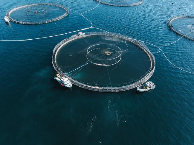 Images supplied by the Bob Brown Foundation amid an outbreak of disease in aquaculture pens near Hobart.