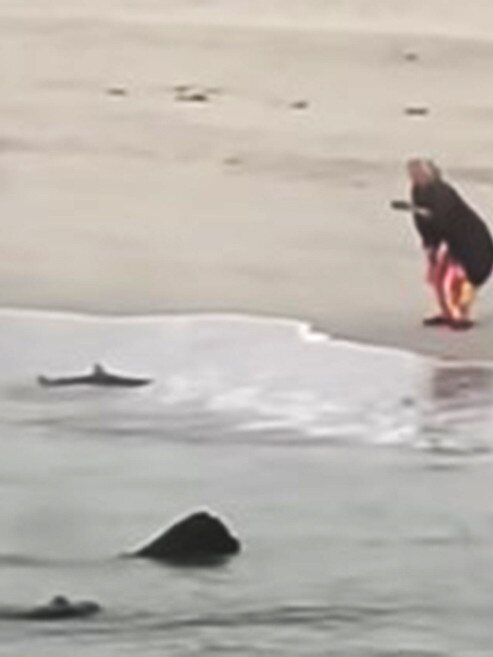 Video of a beach walker watches a baby shark struggling in the shallows at Penneshaw Beach in Kangaroo Island. Picture: Shantel Johnson