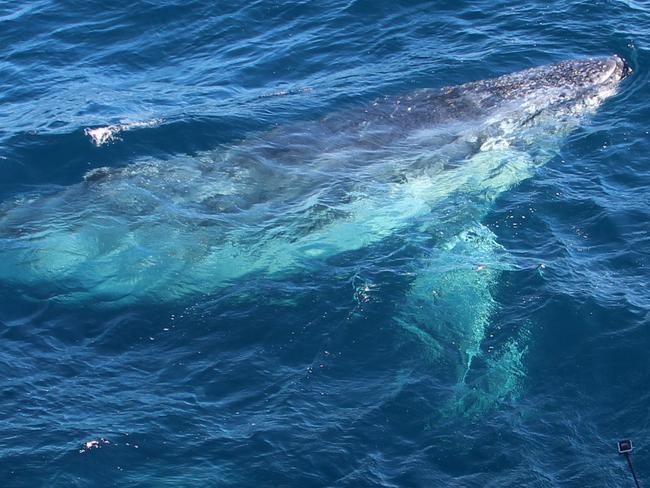 ##CONTACT GCB FOR USE ##These exclusive images were taken this afternoon (Saturday) aboard the Sea World Whale Watch vessel during a scheduled whale watching tour. For more information about this story please call me on 0448 907 157. Regards David Robertson General Manager Sea World Whale Watch - Please credit Sea World Whale Watch