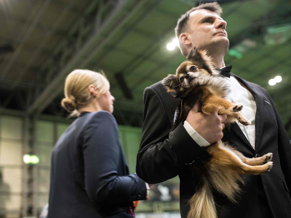 A man from Greece prepares to enter a show ring with his long coat chihuahua dog to take part in the Eukanuba World Challenge competition on the first day of the Crufts dog show at the National Exhibition Centre. Picture: AFP