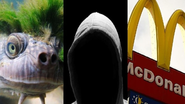 TODAY'S HEADLINES: Mary River's punk turtle back in the spotlight, convicted Gympie rapist has been released from custody and how to get a job on the region's new McDonald's coming soon.