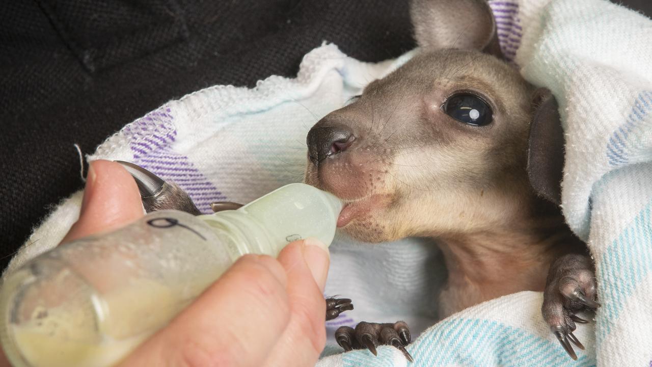 4 month old Bennetts Wallaby Joey named Lilac at Bonorong Wildlife Sanctuary. Picture: Chris Kidd