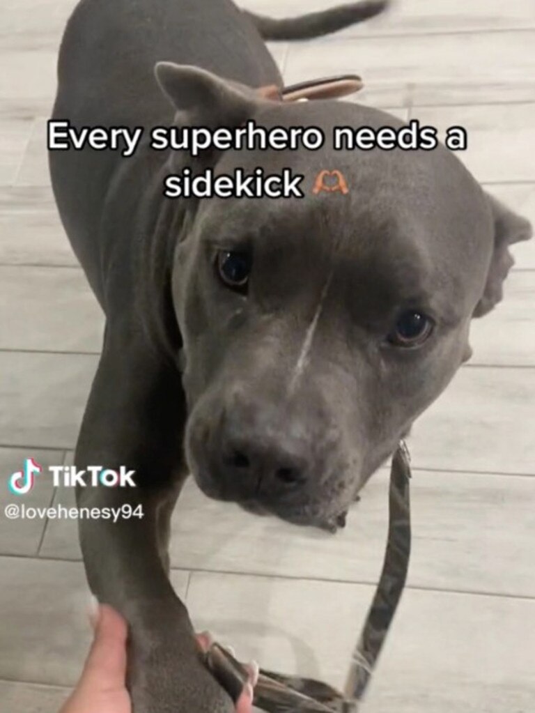 Her other dog was a superhero’s sidekick, the boy’s mum said. Picture: TikTok.