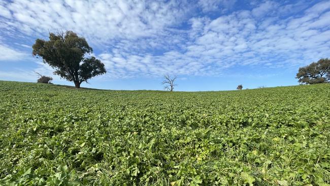 Grazing crops on Avon. Picture: Nikki Reynolds