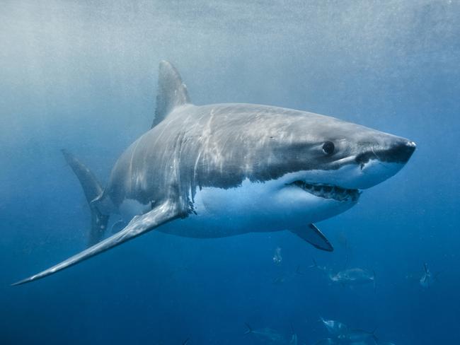 A Great White Shark has been sited this morning at Haunted Bay, Maria Island.  PIC: SUPPLIED - GENERIC.