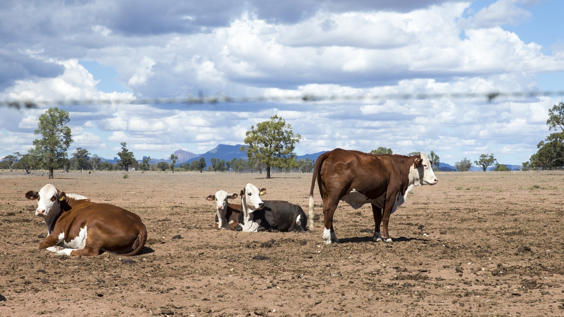 Rural VIC and NSW have experienced driest 24-month period on record affecting farmers