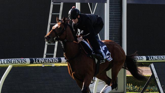 Japanese raider Obamburumai has the ratings to win the Golden Eagle on Saturday. Picture: David Swift