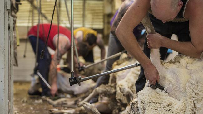 NEWS: Growers are paying up to $7 to get their sheep shorn, well above the award rate.