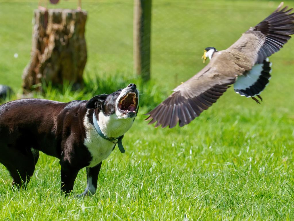 A spur-winged plover, swooping, Panda the Border Collie x Staffy who strayed too close to the nest. Picture: Jay Town