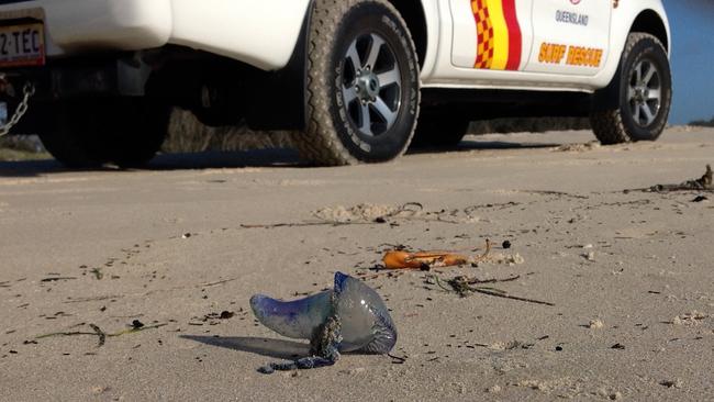 Surf Lifesaving Queensland supplied shots of massive bluebottles