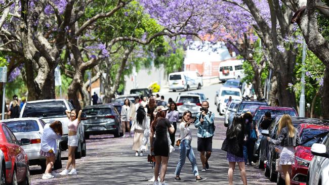 Crowds of visitors often fill roads during the blooming season.