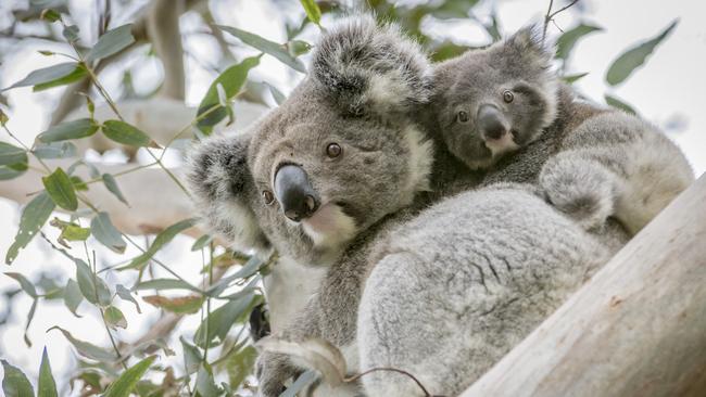 Koalas at Tower Hill. Picture: Visit Victoria Escape, Kendall Hill