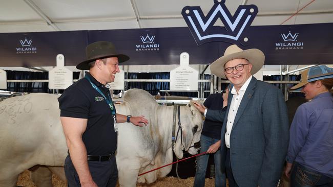 Qld premier Steven Miles and prime minister Anthony Albanese at Beef Week in Rockhampton. Picture: Annette Dew