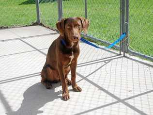 FURRY FRIEND: Get along to Lismore City Council's first Lismore Pound open day on Saturday, November 9. Picture: Contributed