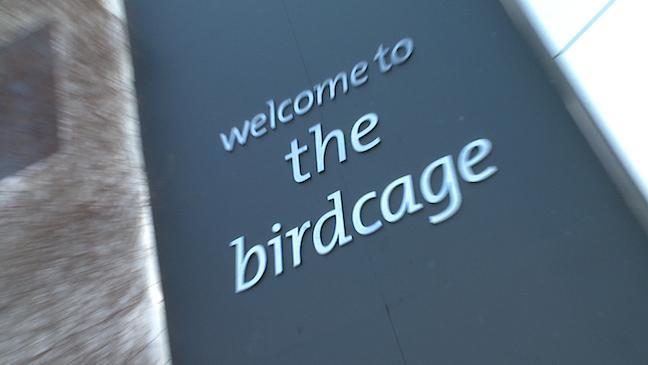 Birdcage colour